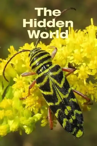 Poster for The Hidden World